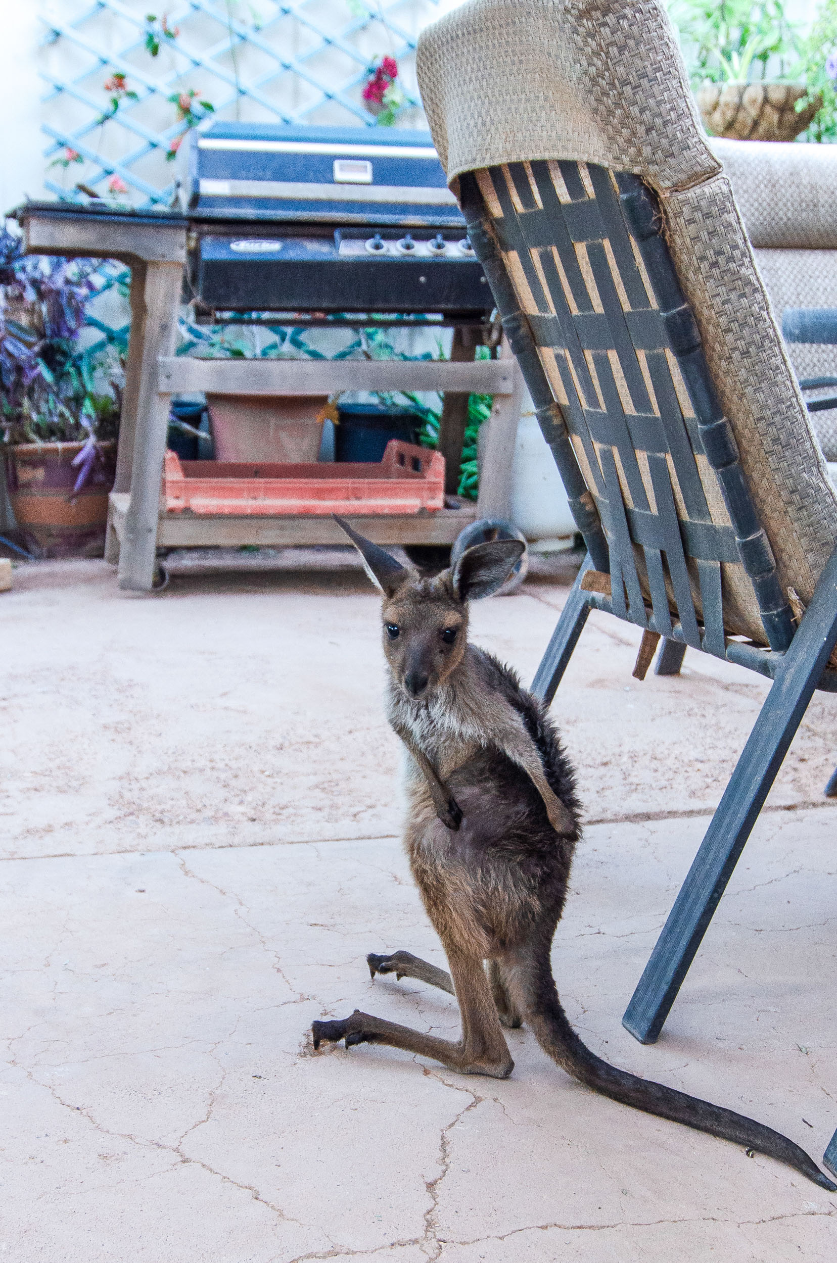kangaroo's orphanage coober pedy