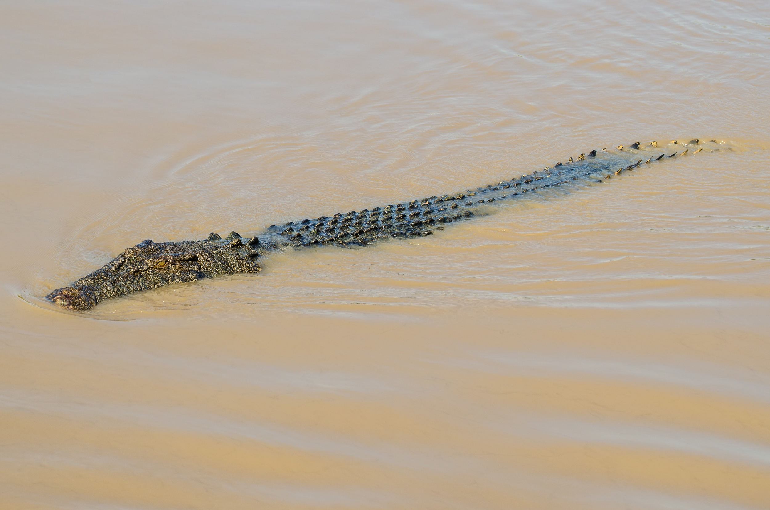 animaux d'australie crocodiles