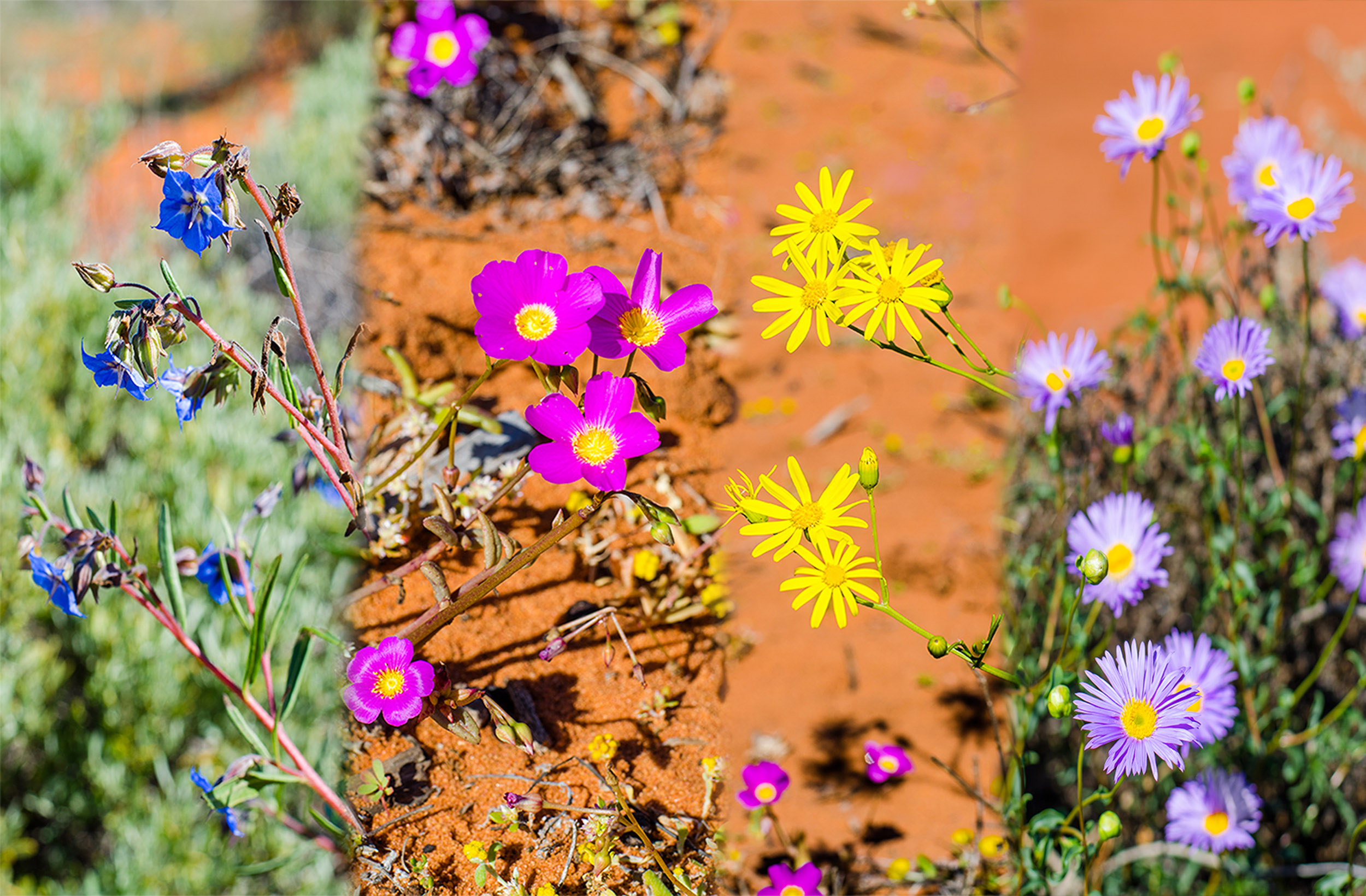 fleurs sauvages côte ouest australie