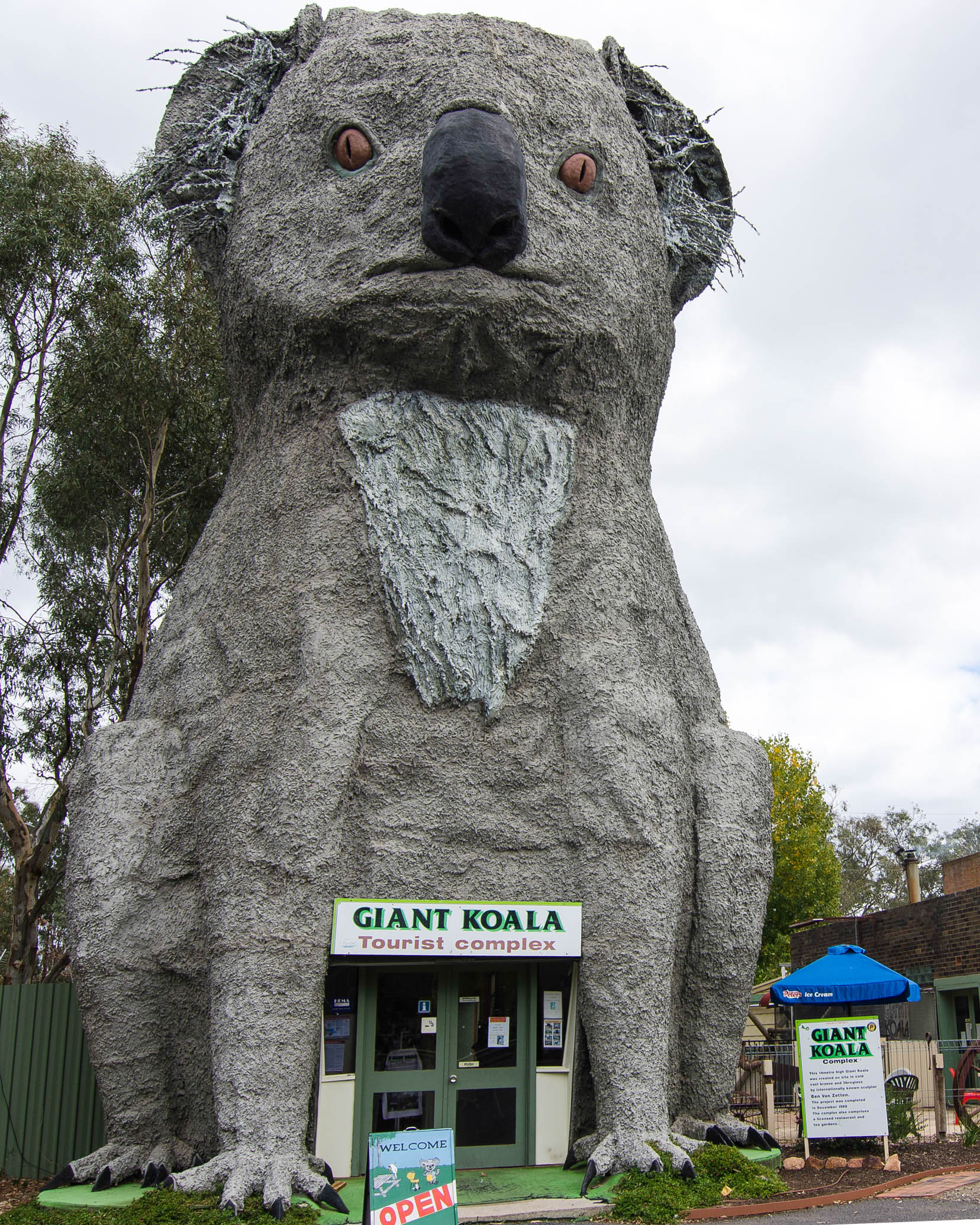 giant koala grampians national park