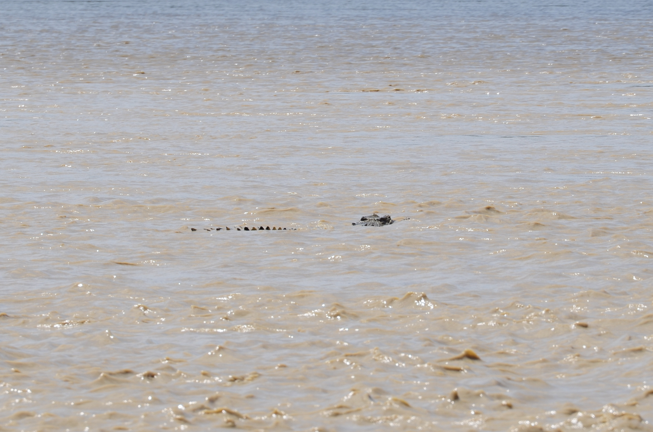 south alligator crocodile kakadu