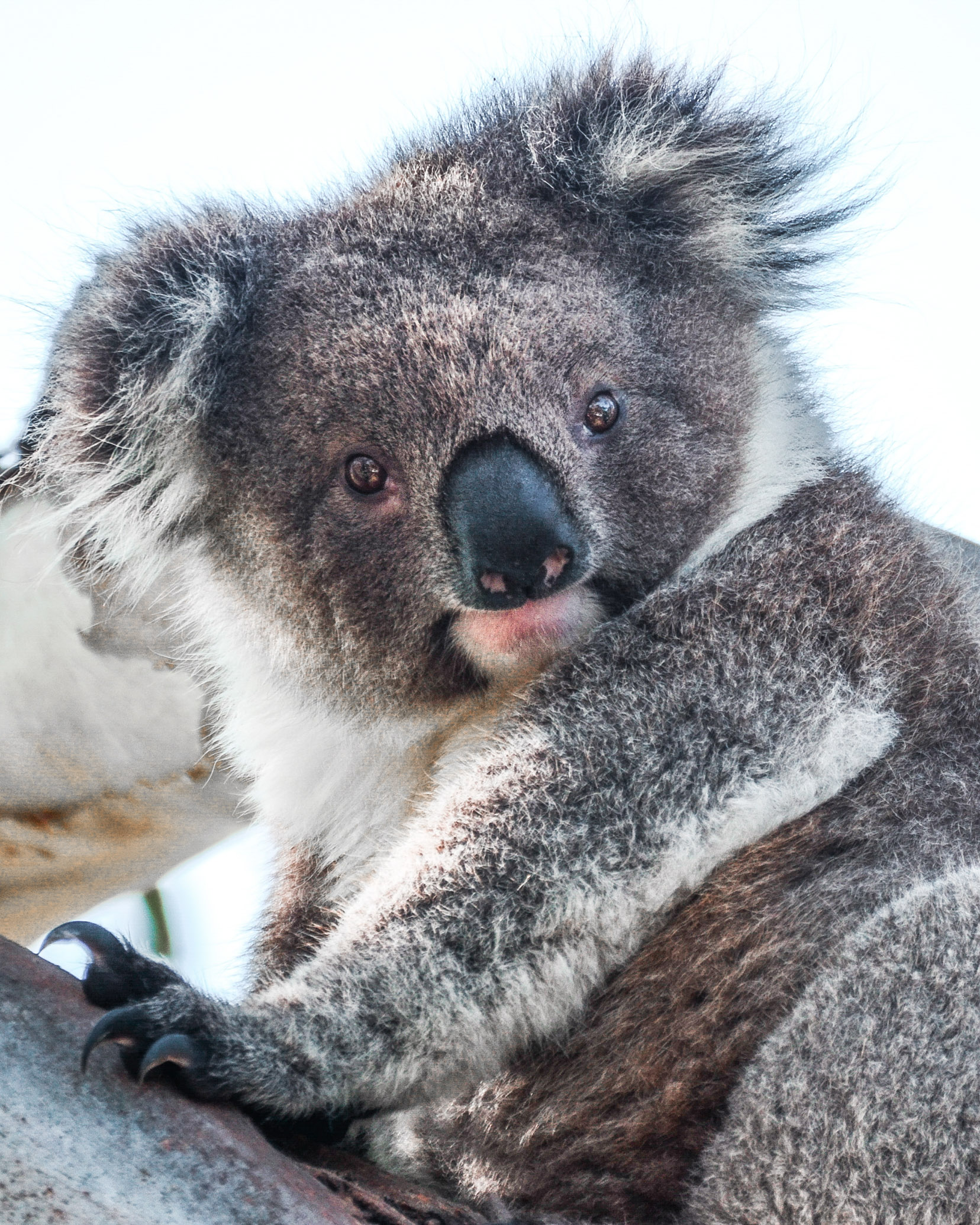 animaux australie koala