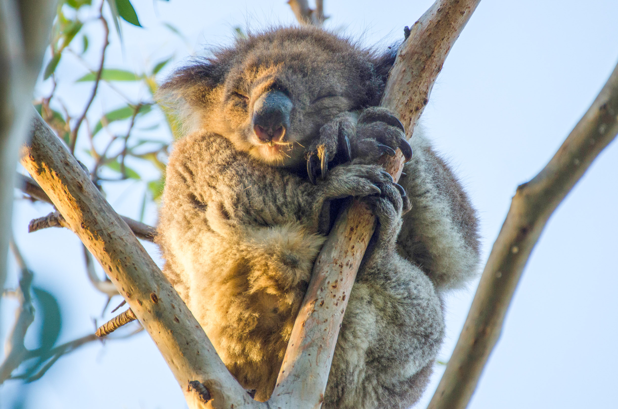 animaux australie koala