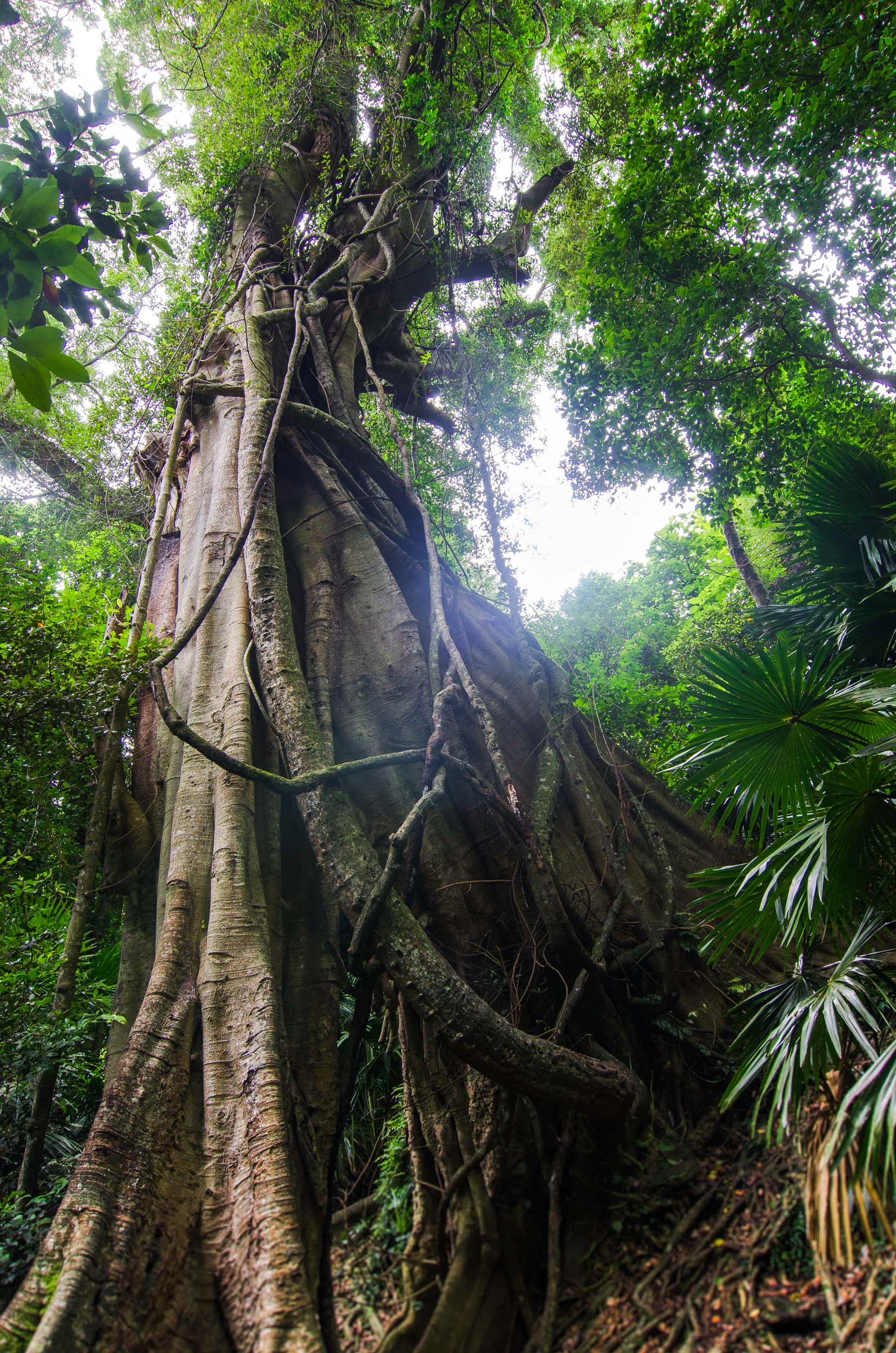 minnamurra rainforest road trip sydney-melbourne