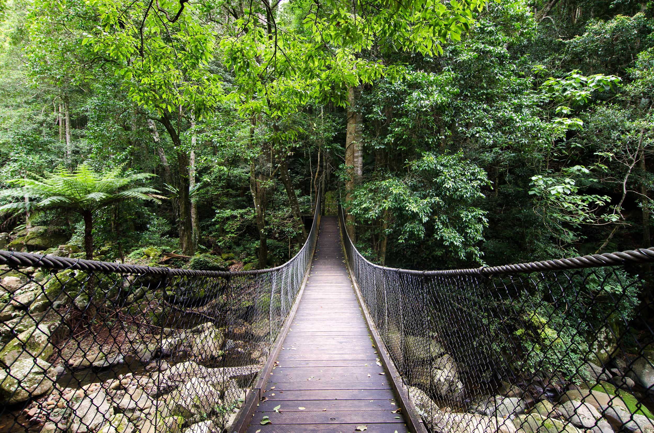 minnamurra rainforest road trip sydney-melbourne