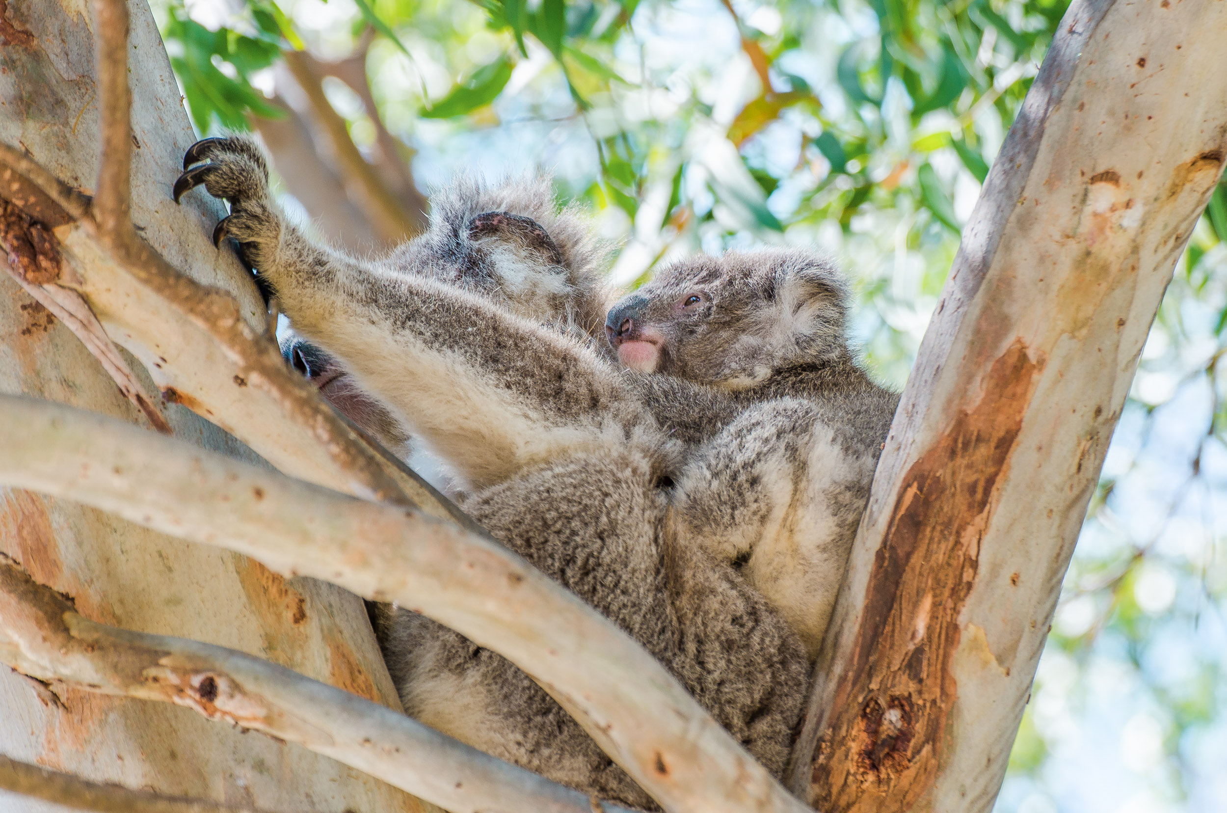 bébé koala raymond island australie
