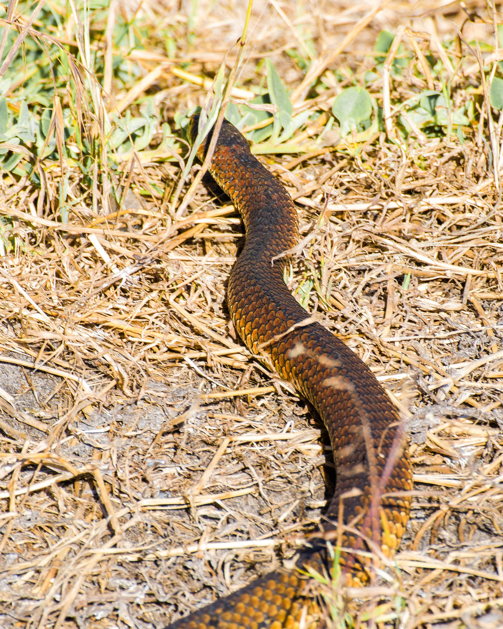 copperhead snake phillip island
