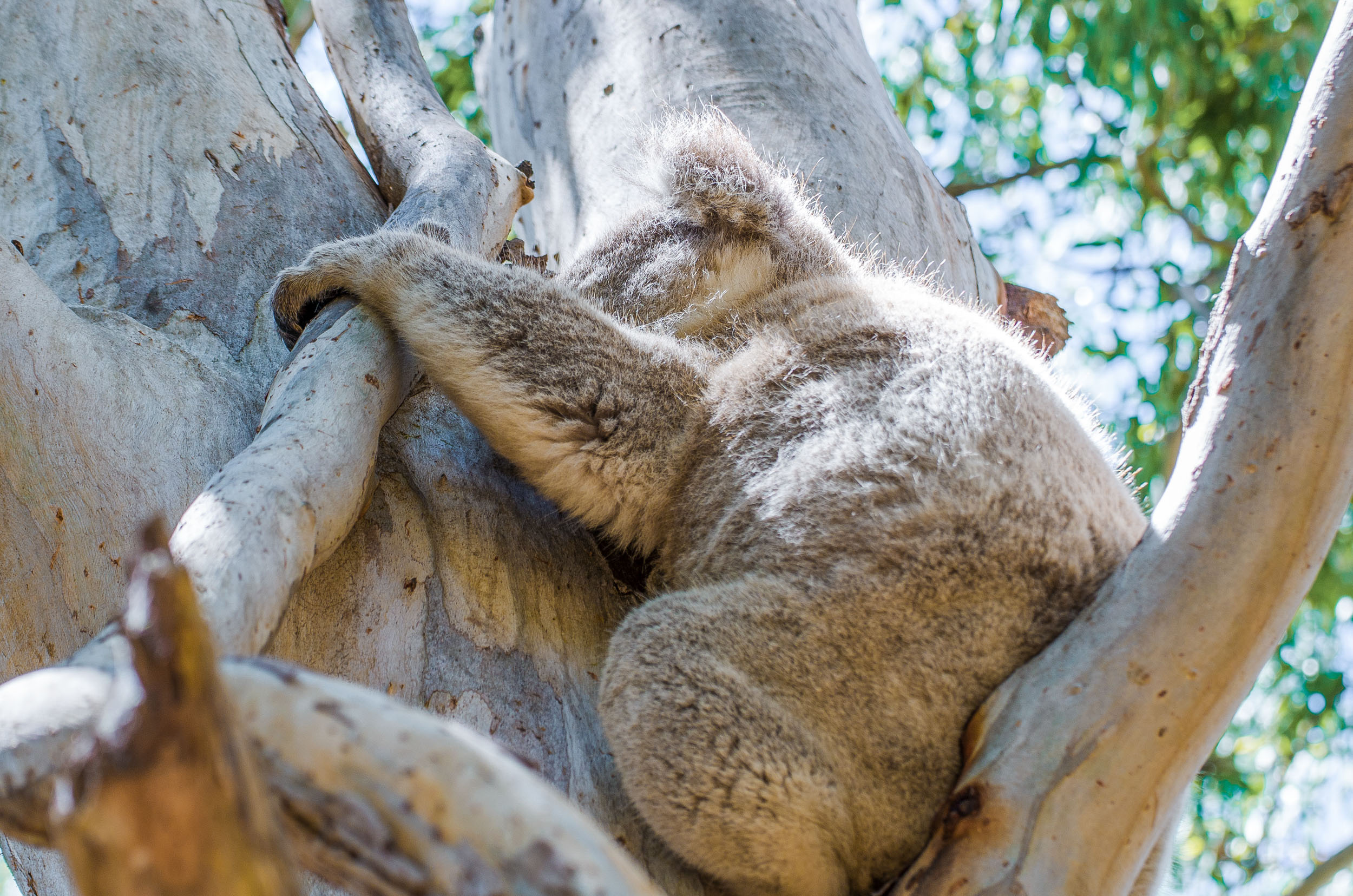 koala raymond island