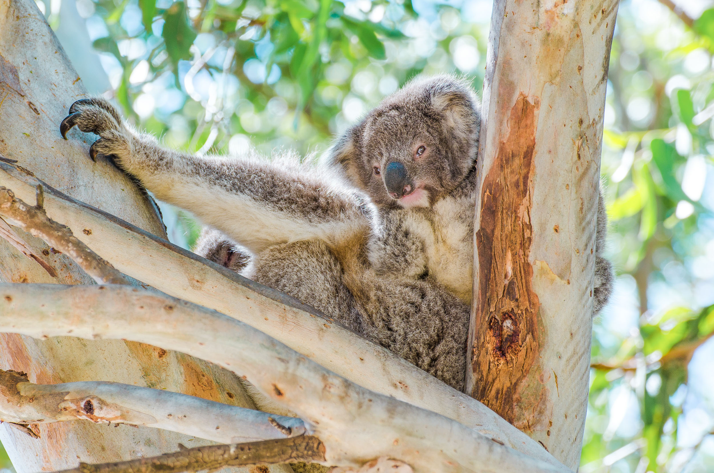 bébé koala raymond island road trip sydney-melbourne