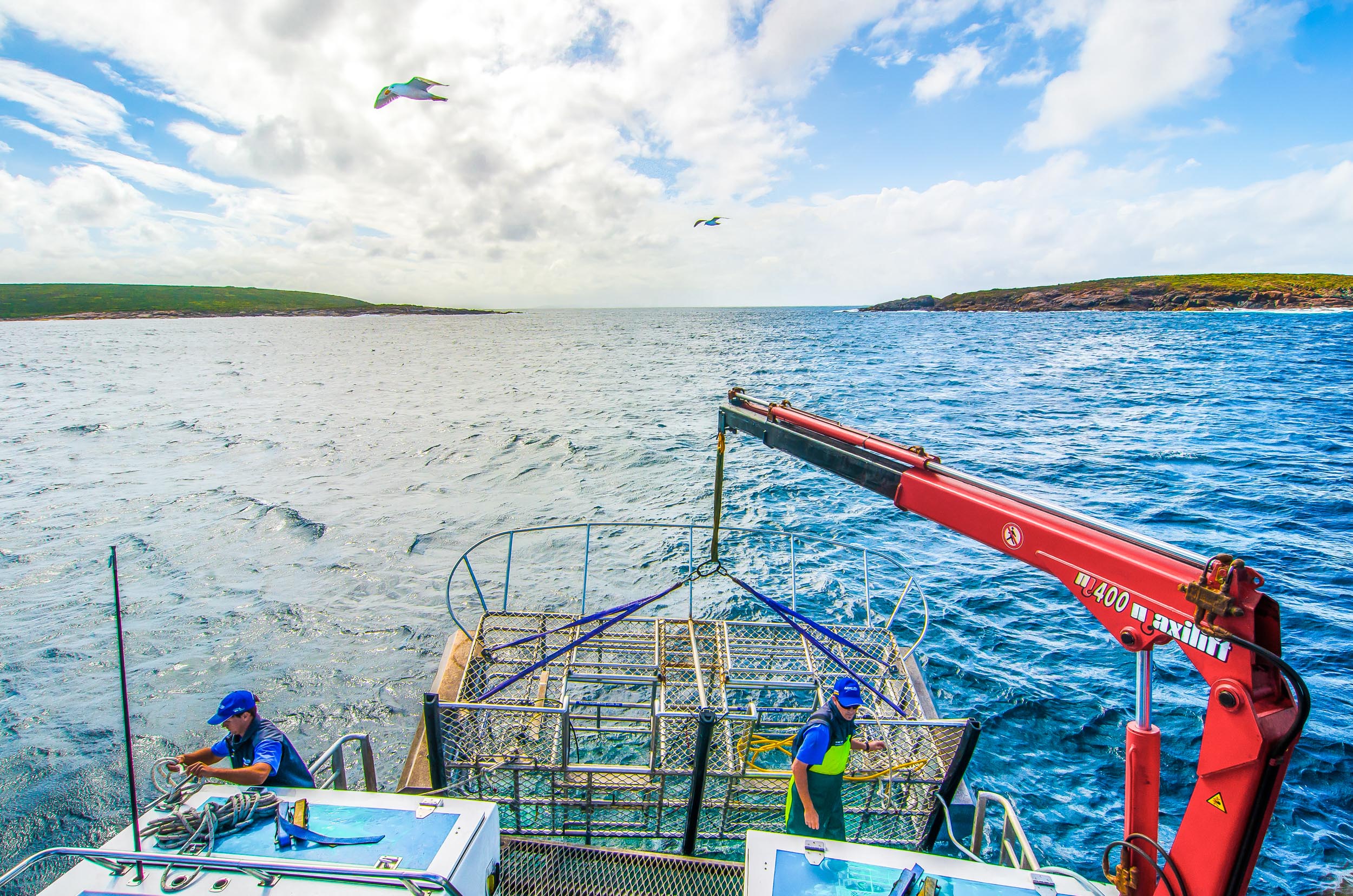calypso star charters shark cage diving port lincoln