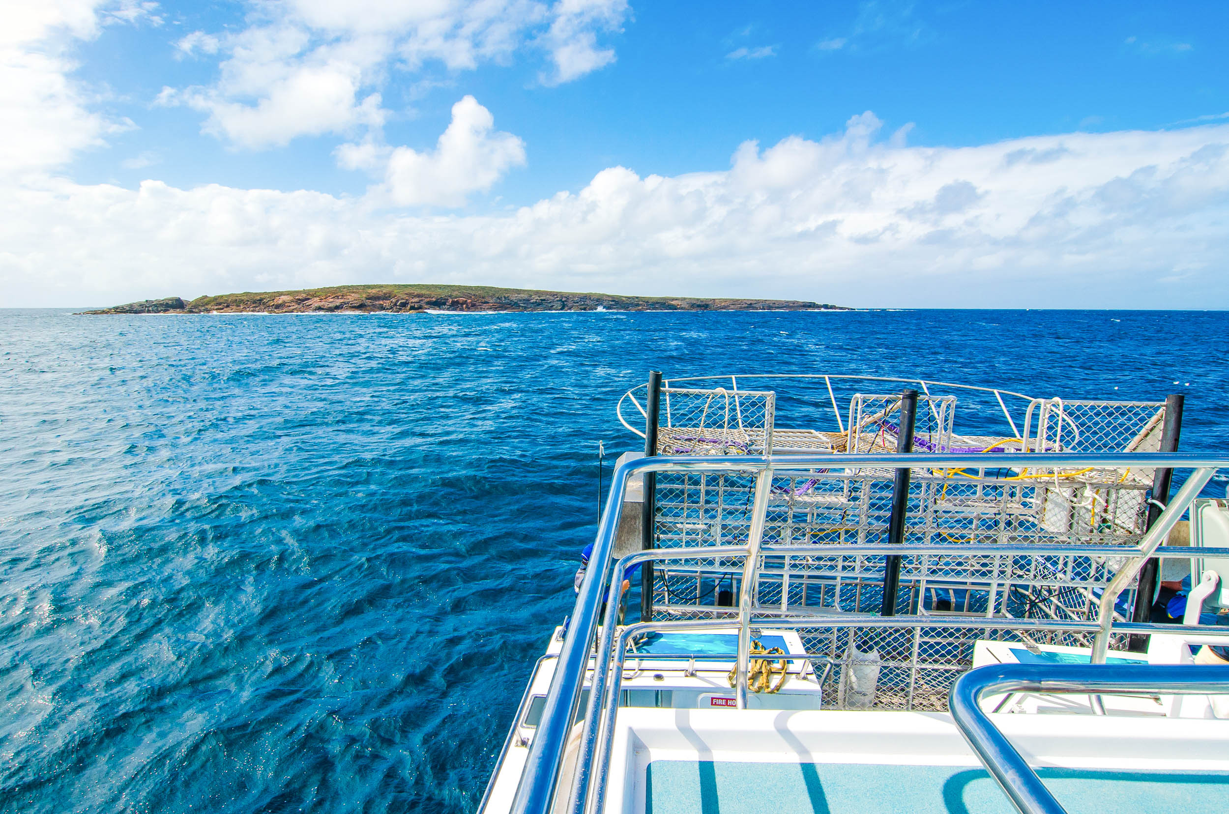 calypso star charters shark cage diving port lincoln