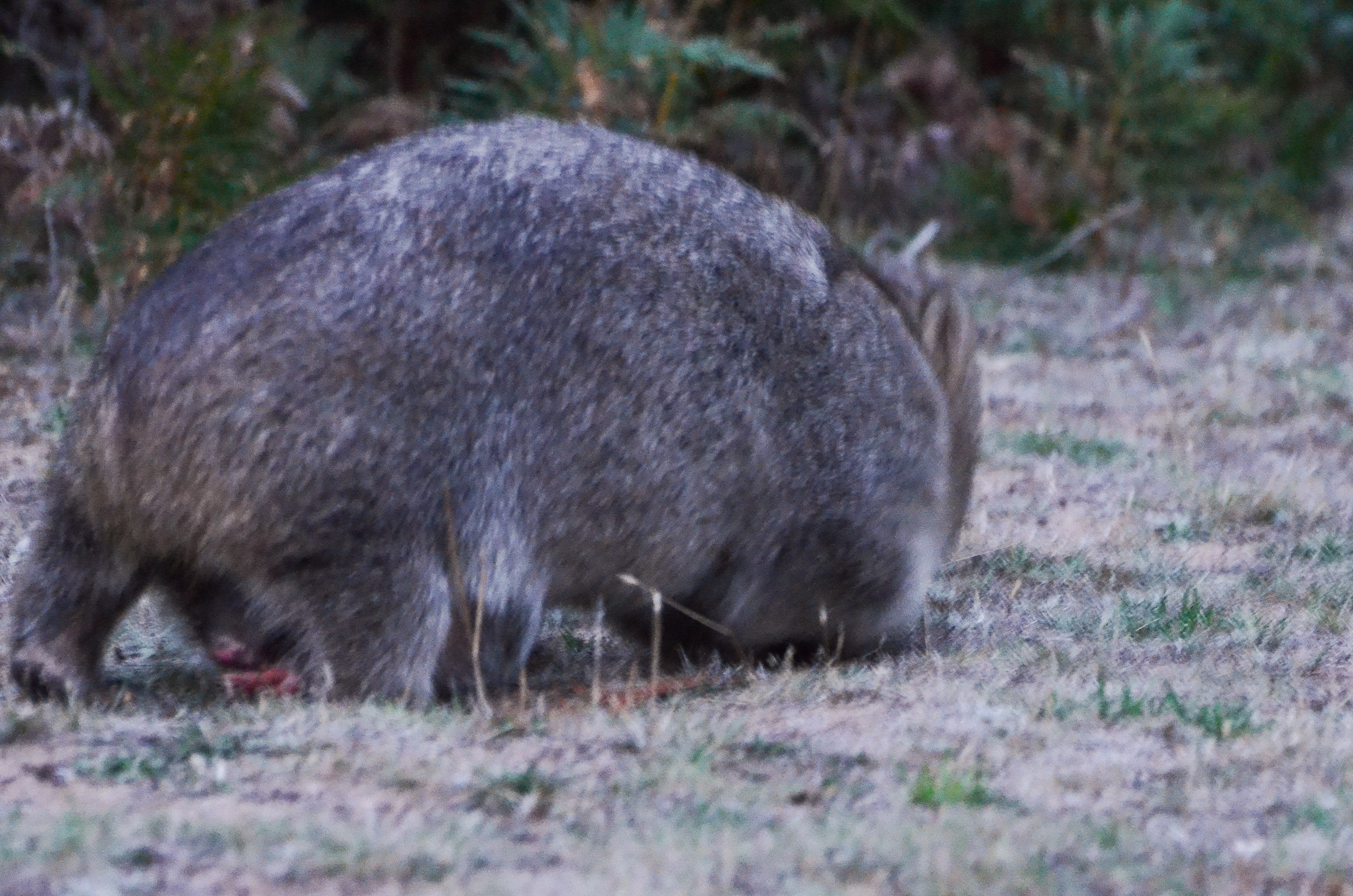 femelle wombat et bébé wilsons promontory