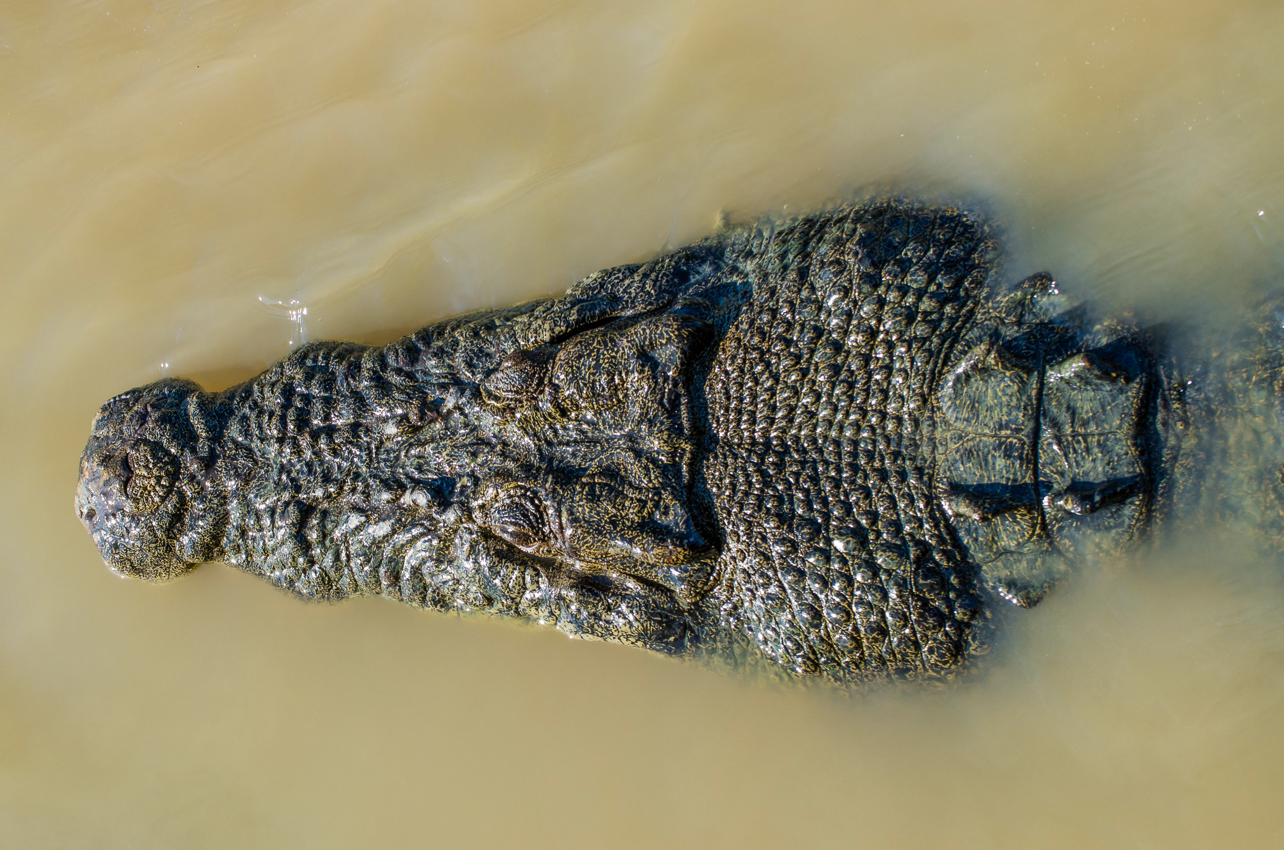 spectacular jumping crocodile cruise kakadu
