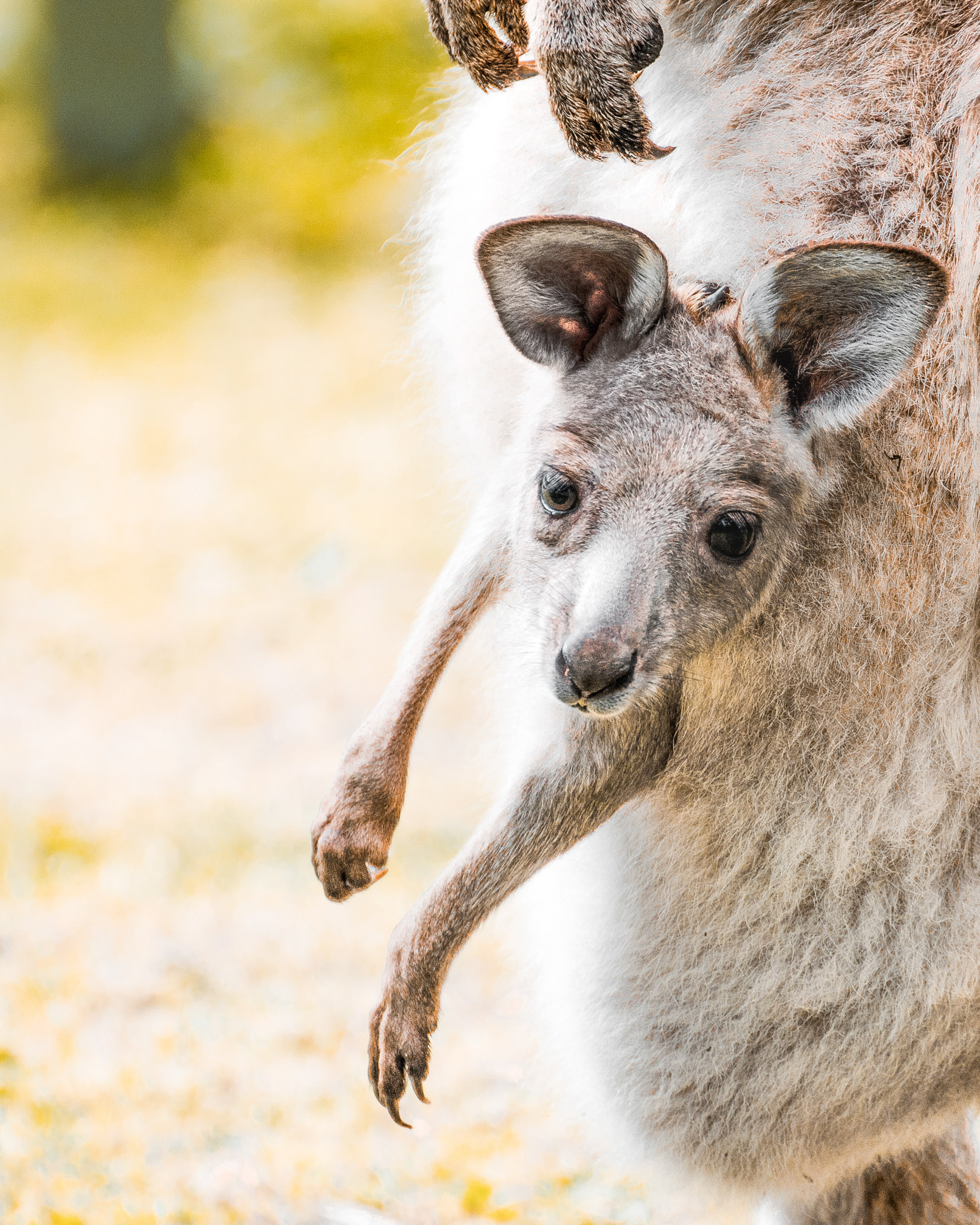 kangourou halls gap grampians national park