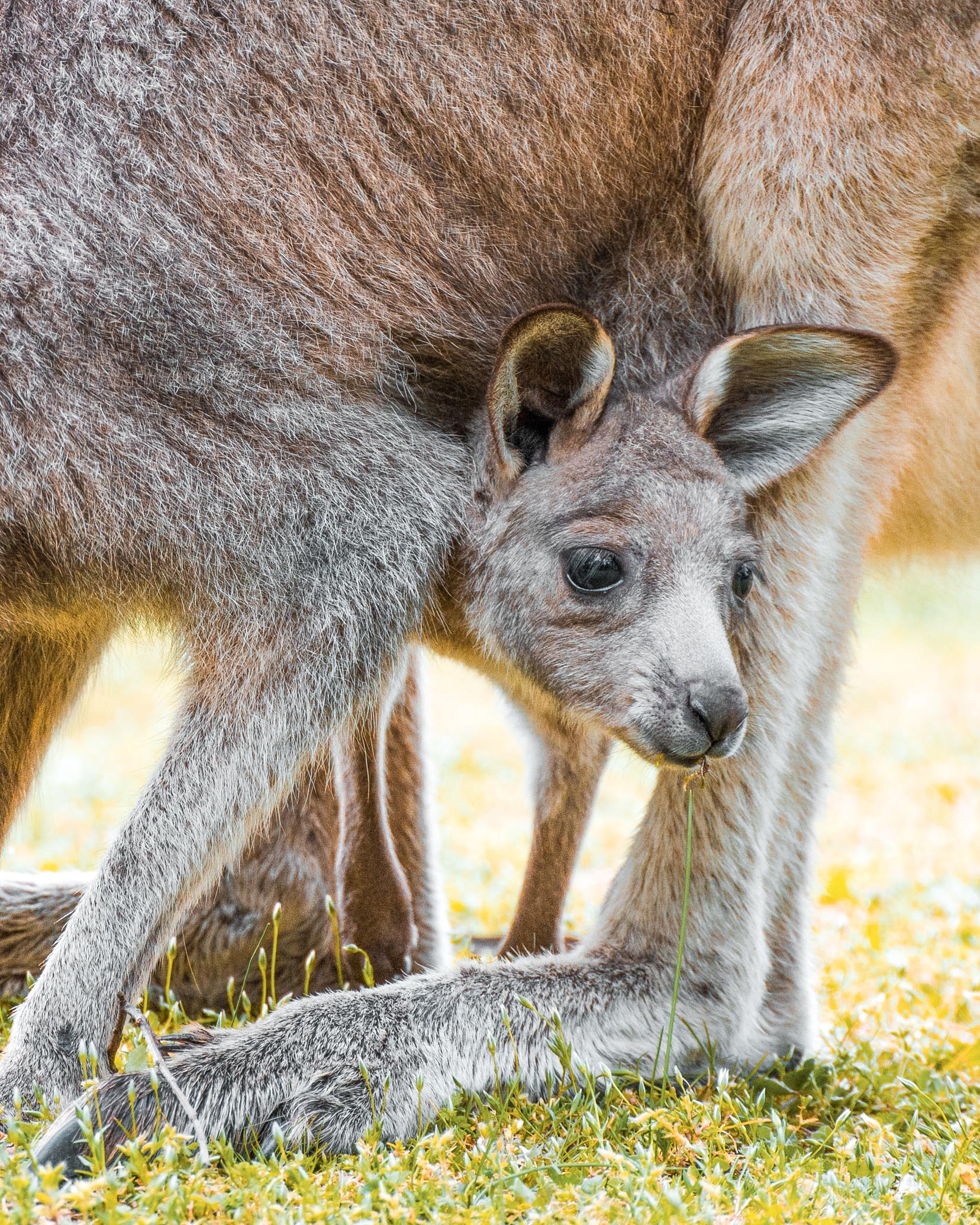 kangourou halls gap grampians national park