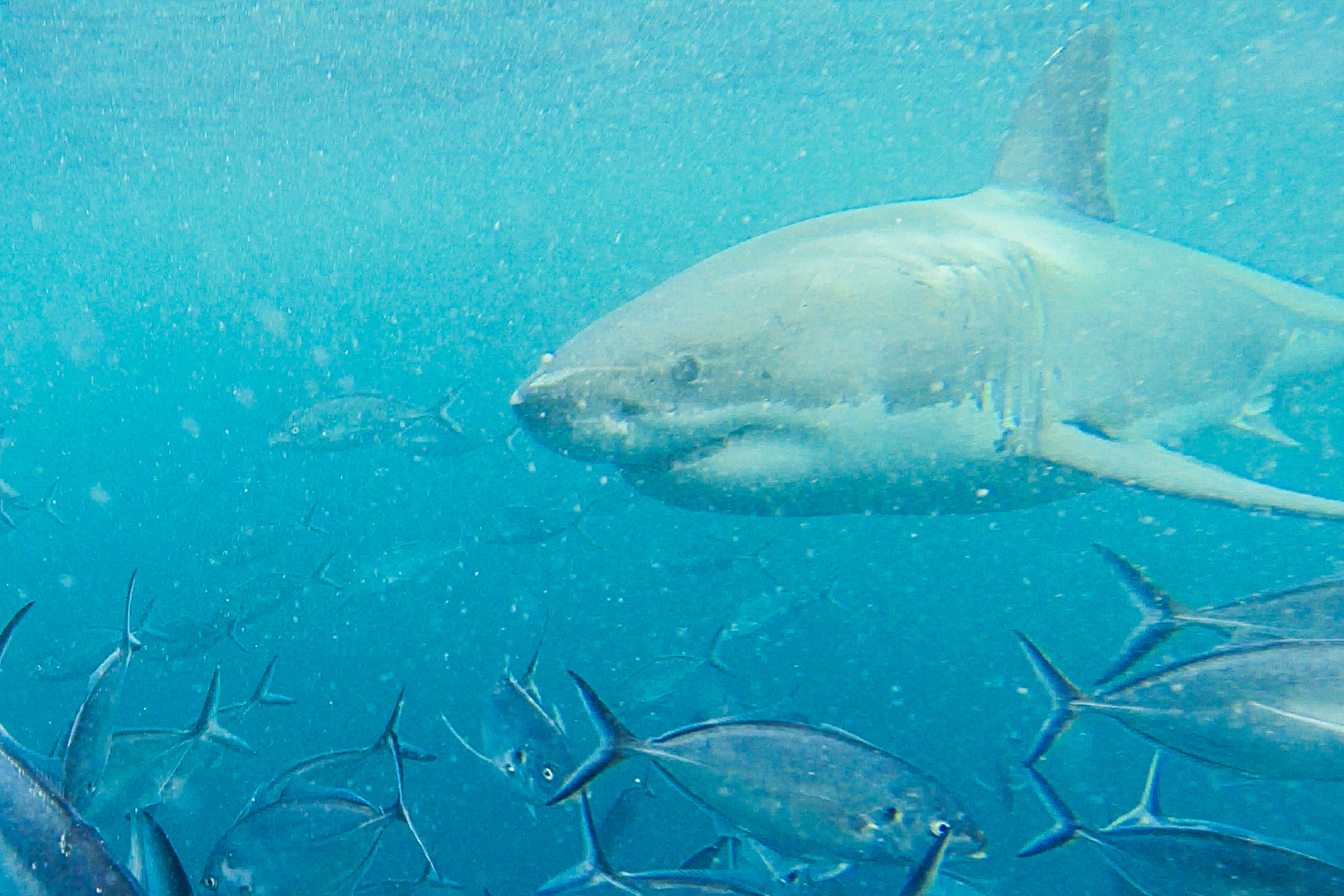 calypso star charters shark cage diving port lincoln