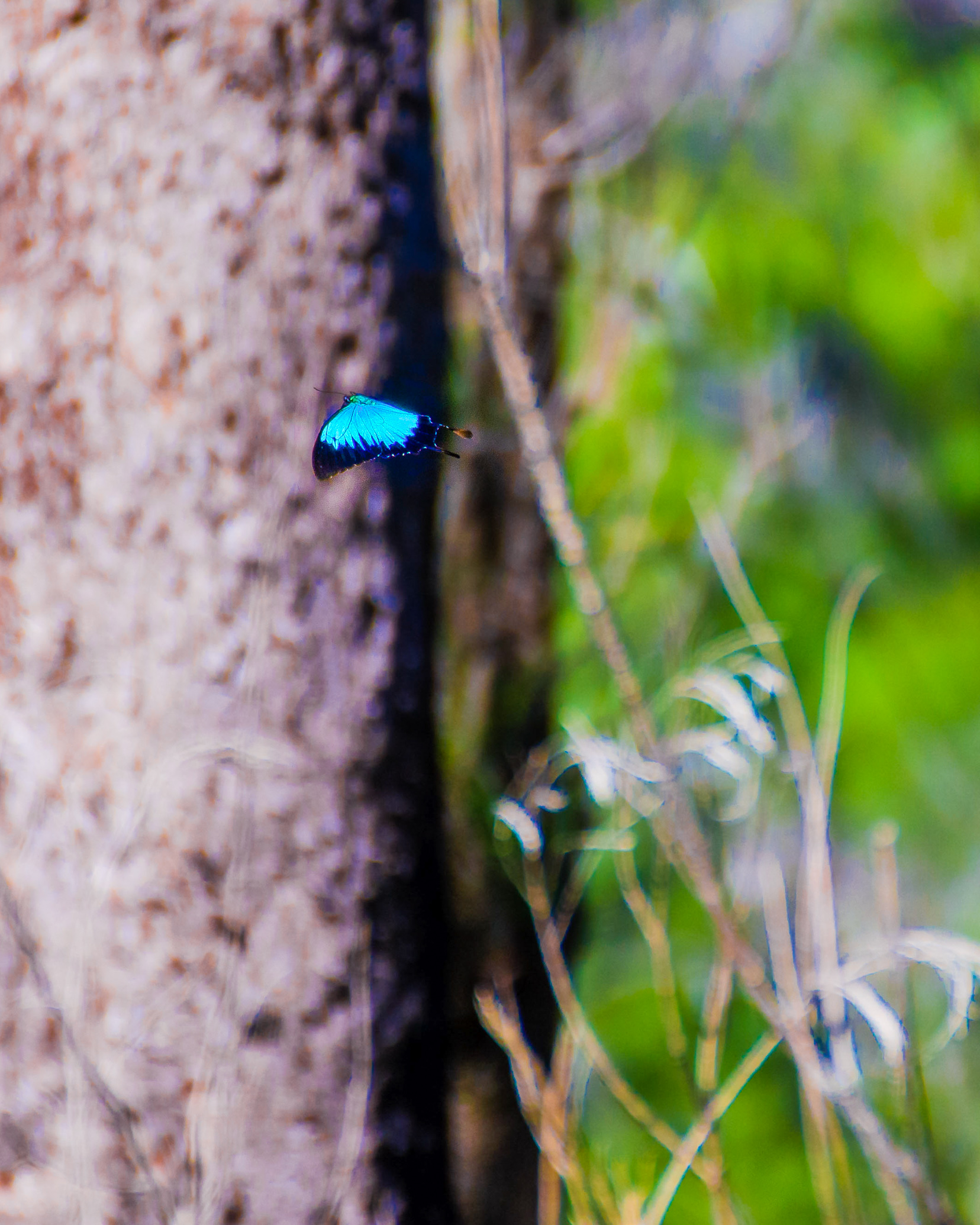 papillons bleus wallaman falls road trip sydney cairns